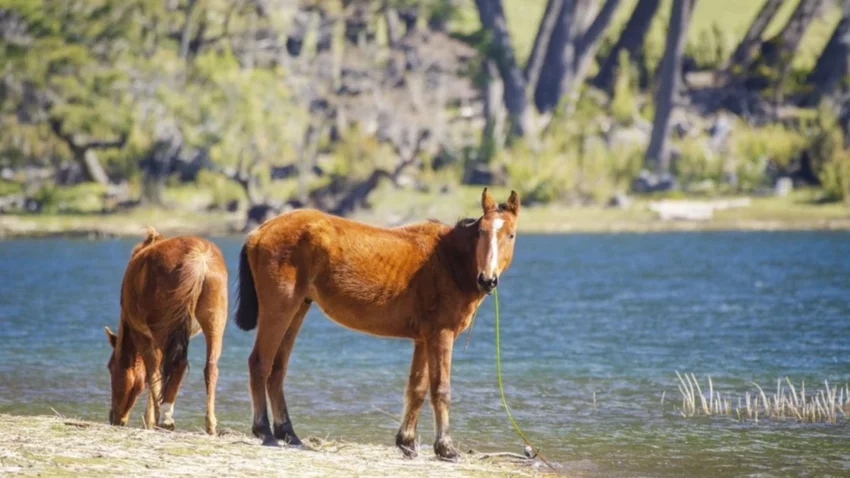 Encerrarán a los animales sueltos en Huechulafquen
