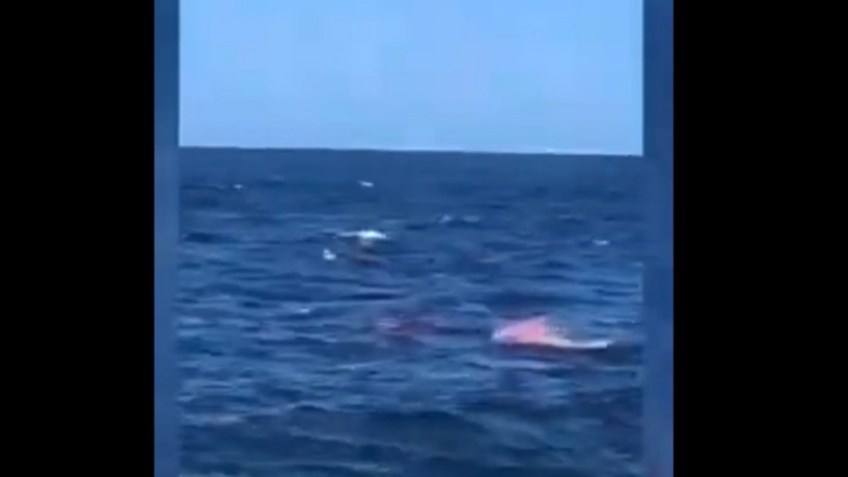 Brutal video: estaba nadando y se lo comió un tiburón