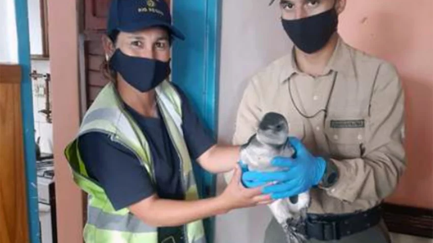 Quisieron entrar con una particular mascota a la cancha