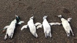 Se conoció el motivo de muerte de los 10 pingüinos de Chubut