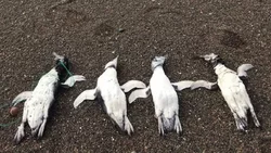 Se conoció el motivo de muerte de los 10 pingüinos de Chubut