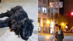 Mató a patadas a un perro y va camino a juicio