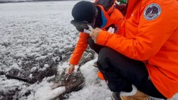 Investigan una bacteria para remediar suelos empetrolados