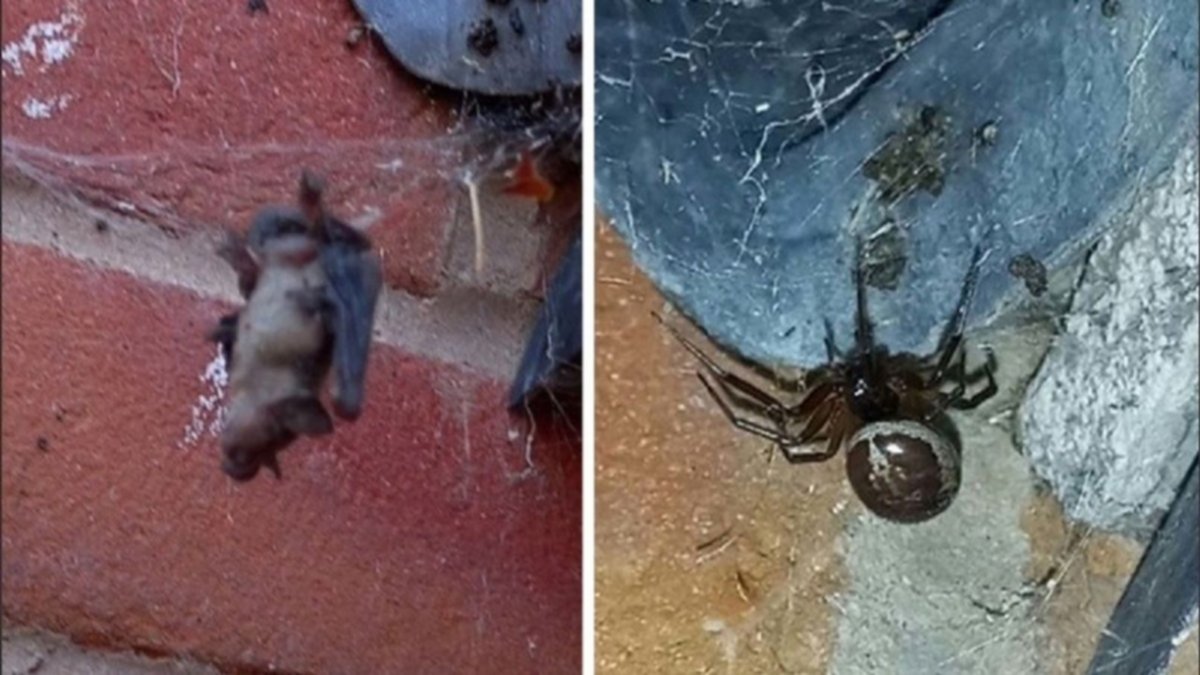 ¡Tremendo!, se encontró una araña "come murciélagos"
