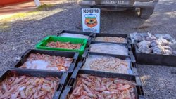 Llevaba pulpos y mariscos en la caja de la camioneta