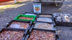 Llevaba pulpos y mariscos en la caja de la camioneta