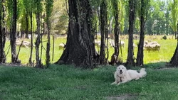 Ya hay más de 90 perros protectores de ganado en la Provincia
