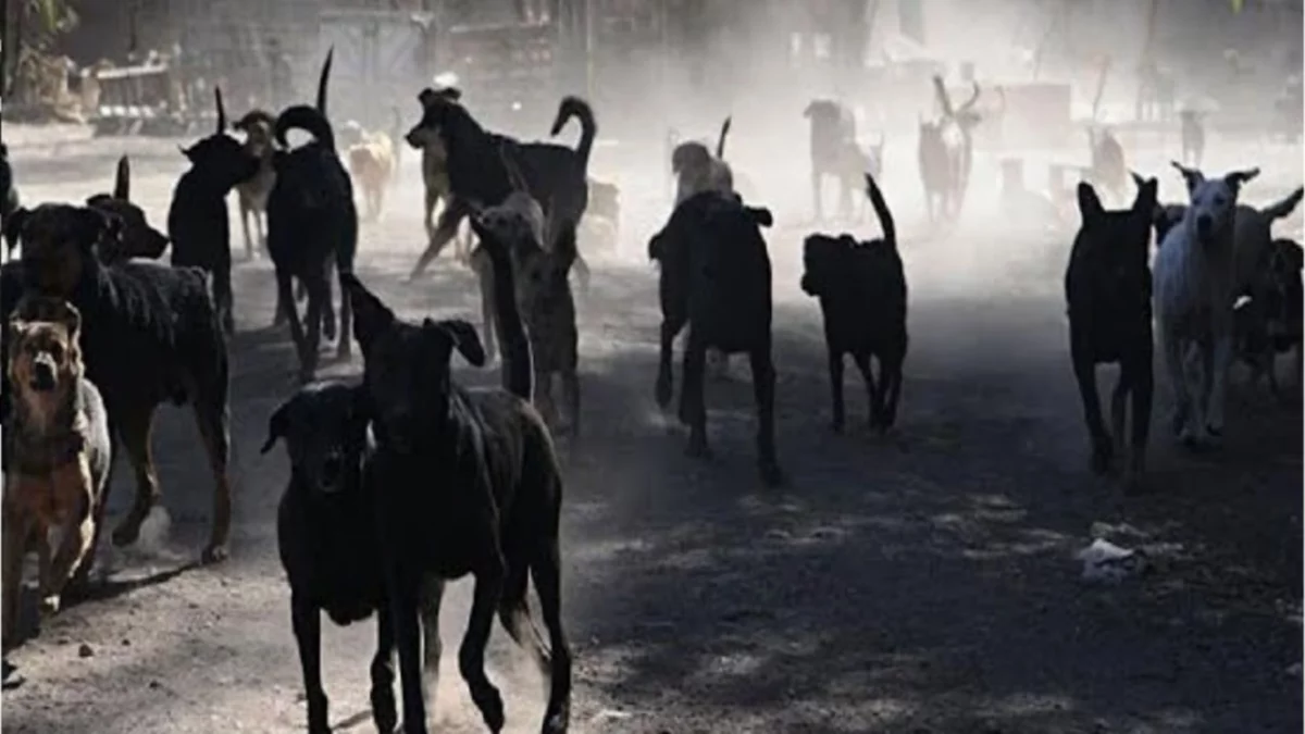 Perros salvajes atacaron a una nena de tres años