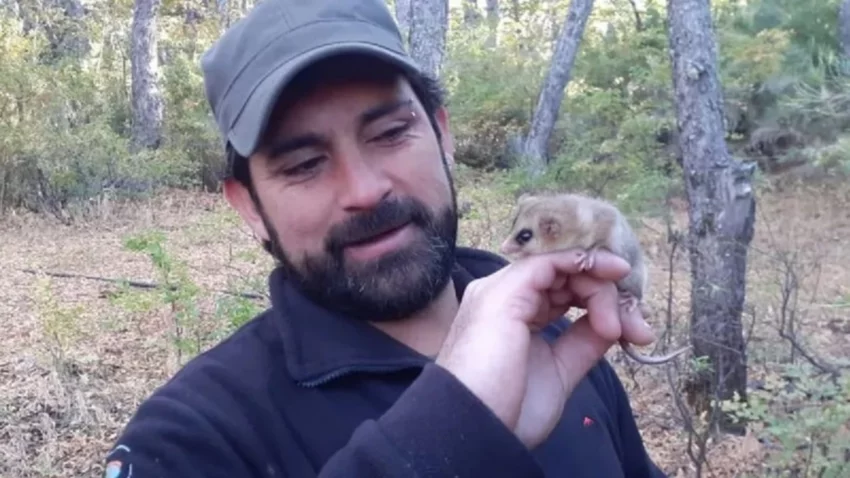 Confirman presencia de monitos del monte en Neuquén