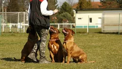 Se abre el registro de adiestradores de perros en Neuquén