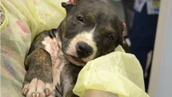 Buscan prohibir corte de orejas, cola y garras en mascotas