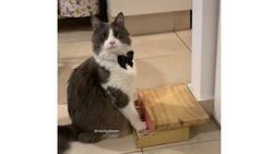 El gatito cordobés que toca el piano y es viral