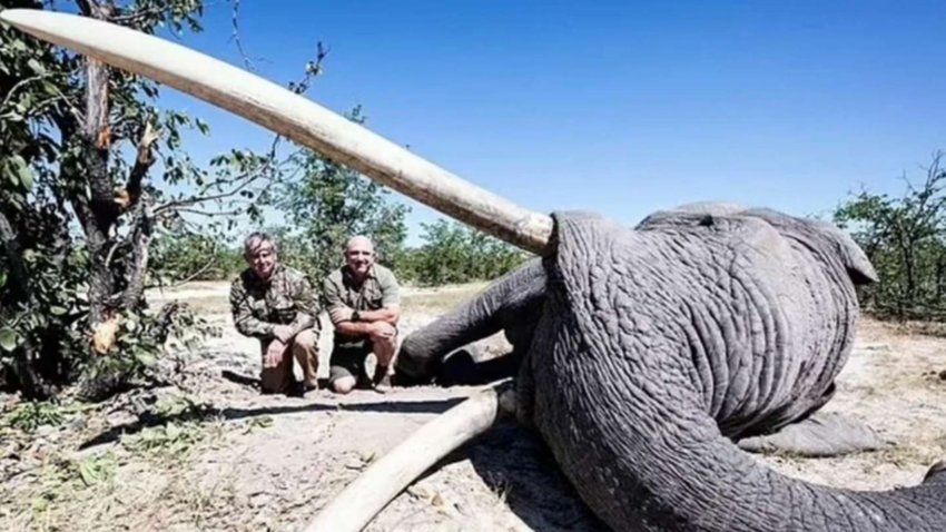 Pagó 50 mil dólares para matar a un elefante en extinción