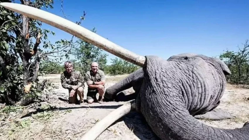 Pagó 50 mil dólares para matar a un elefante en extinción
