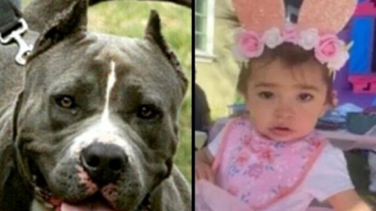 Una madre mató a un pitbull para salvar a su beba