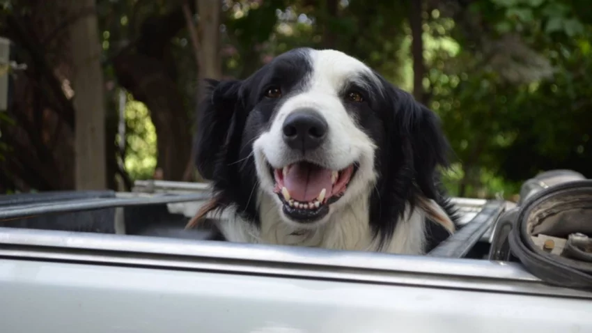 El superpoder de nuestros animales de compañía