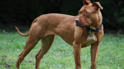 “La prohibición total de los pitbulls no es la solución”