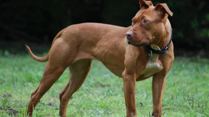 “La prohibición total de los pitbulls no es la solución”