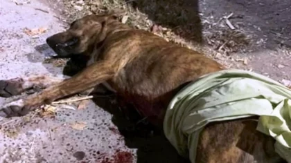 La muerte de una perrita escandaliza en Plottier