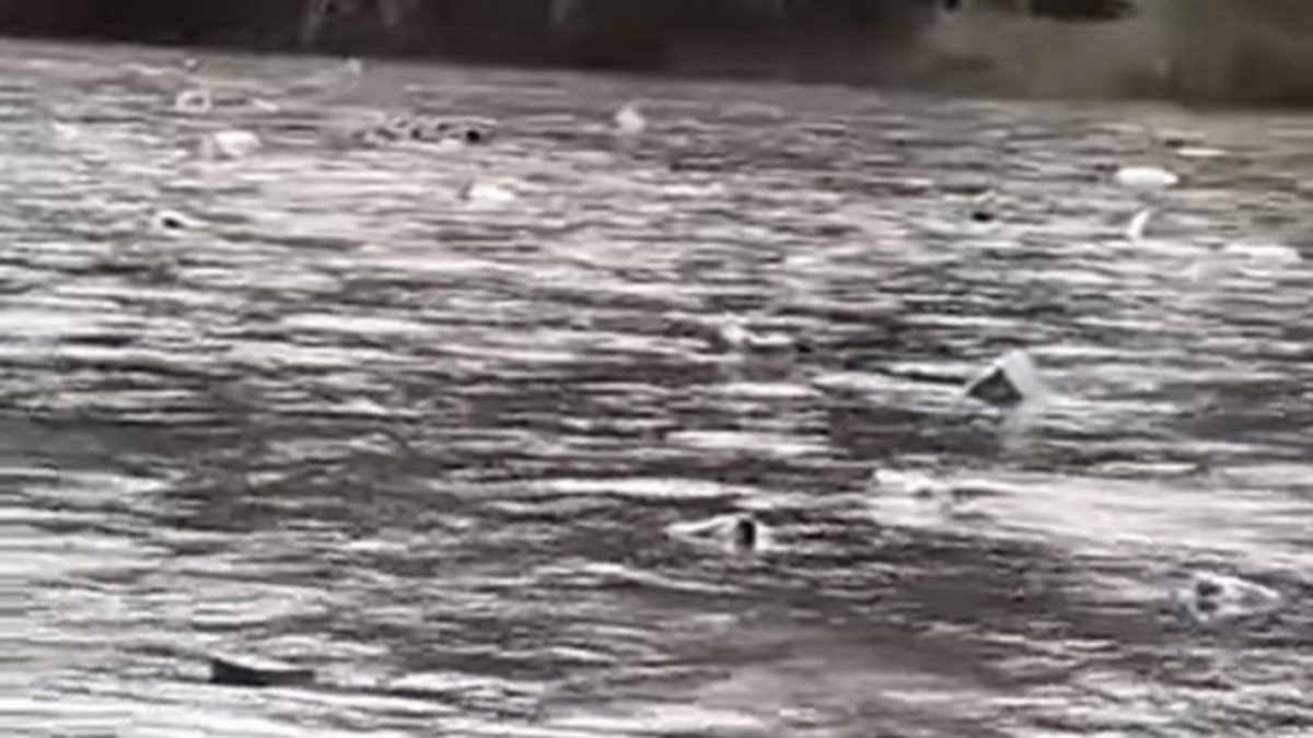 Las zapatillas nuevas flotan por el río... y algunos aprovechan