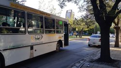 Cotorras, paros e imprudencias de la realidad neuquina