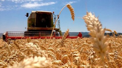 Entre la guerra y el trigo: ¿Argentina puede salir ganando?