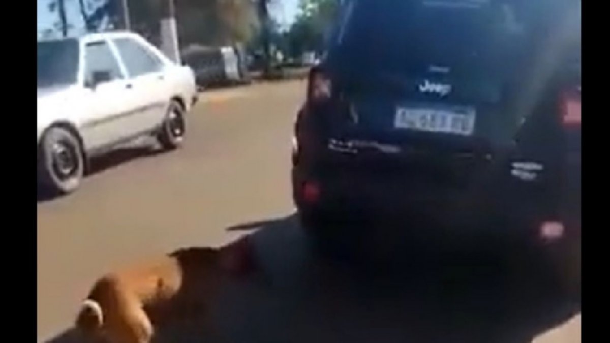 Maltrato: una mujer rescató un perro arrastrado por un auto