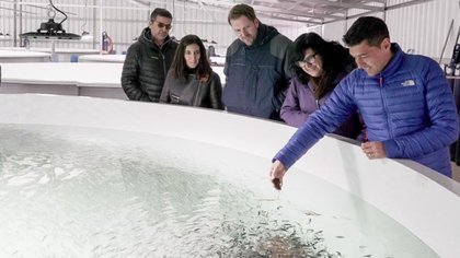Neuquén exportó 500 toneladas de truchas en 2 meses