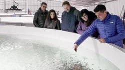 Neuquén exportó 500 toneladas de truchas en 2 meses