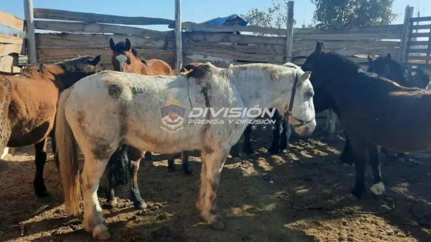 En la Meseta: agarraron a tres hombres faenando un caballo
