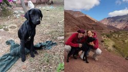 Rescataron un perro en Salta y se irá a Alemania con ellos