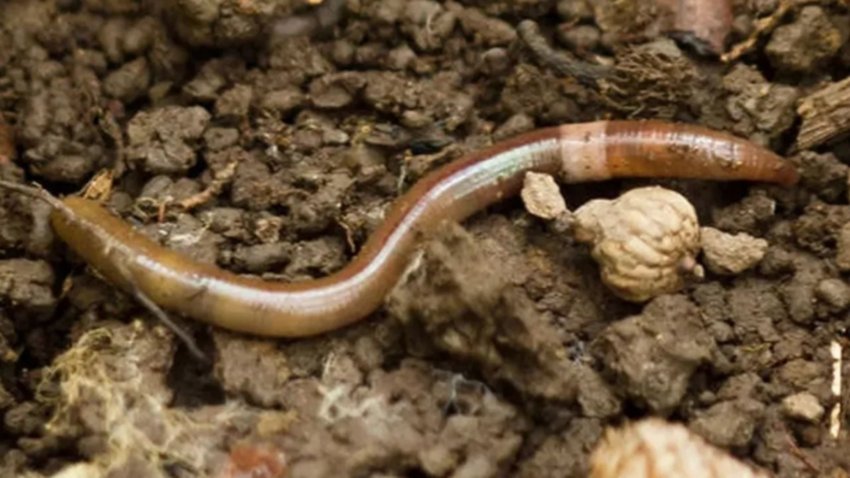 Alerta mundial por el gusano que come tierra y se clona