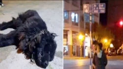 Mató a un perro a patadas y dijo que fue porque se asustó