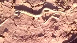 ¿Una cría de Yarará Patagónica suelta en Neuquén?