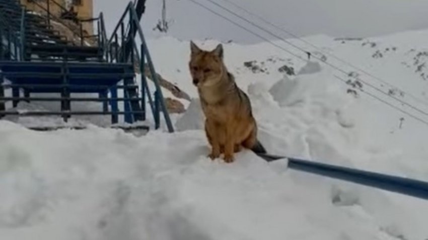 Un zorrito catedral fue visto en Punta Princesa