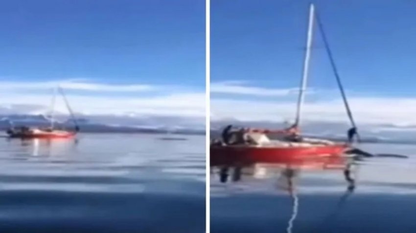 Denuncia penal por atropellar a una ballena en Ushuaia