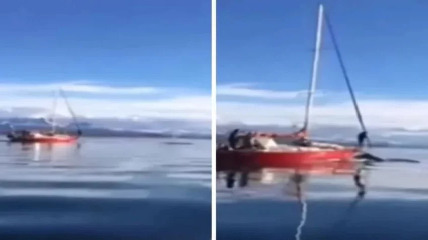 Denuncia penal por atropellar a una ballena en Ushuaia