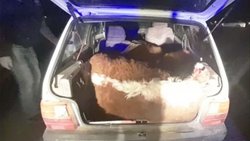 Llevaban tres terneros dentro del baúl de un Fiat Uno