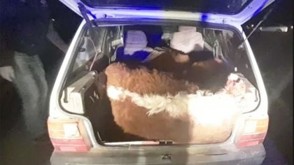 Llevaban tres terneros dentro del baúl de un Fiat Uno