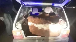 Llevaban tres terneros dentro del baúl de un Fiat Uno