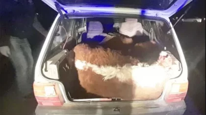 Llevaban tres terneros dentro del baúl de un Fiat Uno