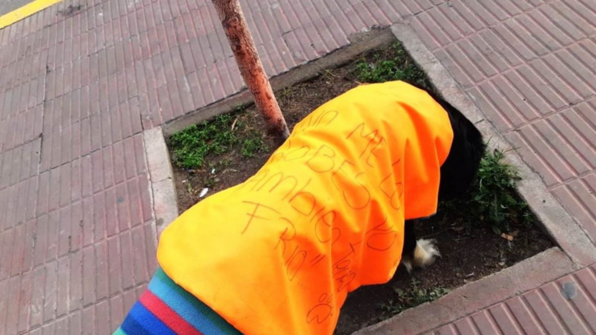Insólito: piden que no les roben la ropita a los perros