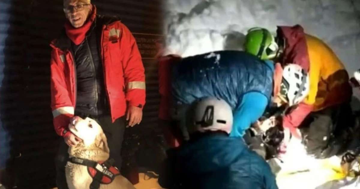 Un perro héroe salvó a un esquiador sepultado en la nieve