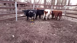 Tres jinetes arrearon vacas ajenas y los descubrieron