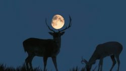 ¿Nos perdemos en el Alto Valle la superluna del ciervo?