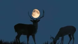 ¿Nos perdemos en el Alto Valle la superluna del ciervo?