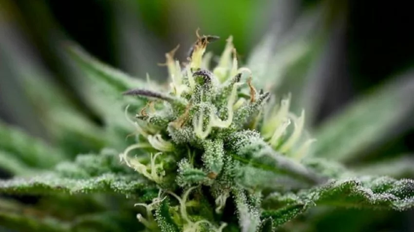 Video: vecinos terminaron drogados por quema de marihuana incautada