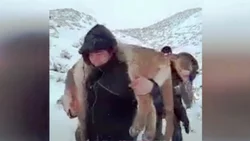 Matanza de pumas: la provincia indemniza a crianceros