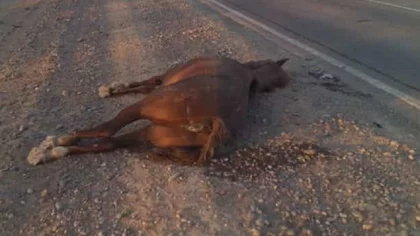 Impactó de lleno contra un caballo en la Ruta 17