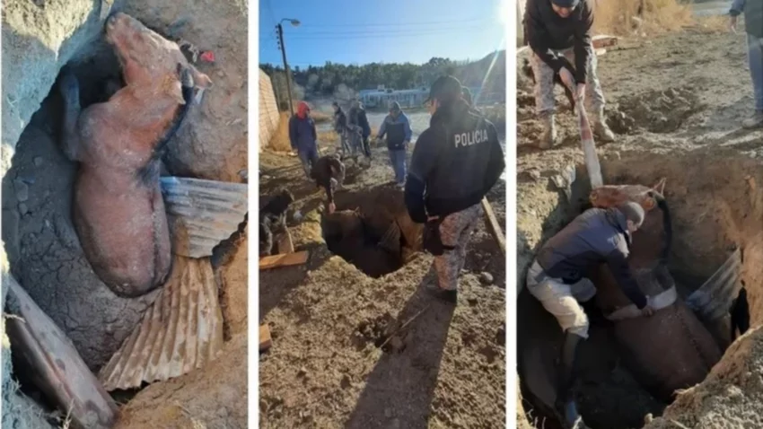Desesperado rescate de un caballo que cayó en un pozo